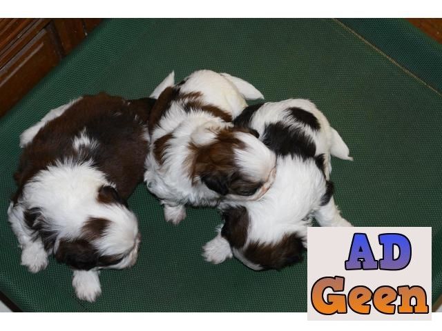 used Shih Tzu male Tricolor both male and female with KCI Papers and vaccination 6362294654 for sale 